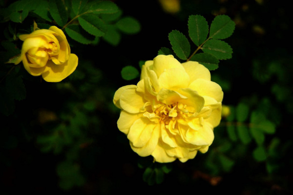 薔薇的花語(yǔ)