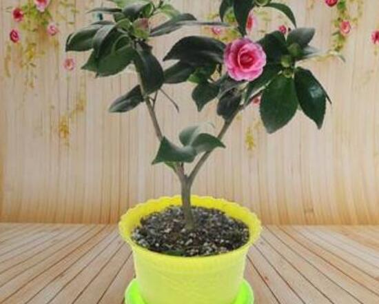 茶花適合在室內(nèi)養(yǎng)嗎，茶花對家里的風(fēng)水好嗎