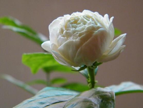 茉莉花怎么養(yǎng)，茉莉花養(yǎng)殖方法