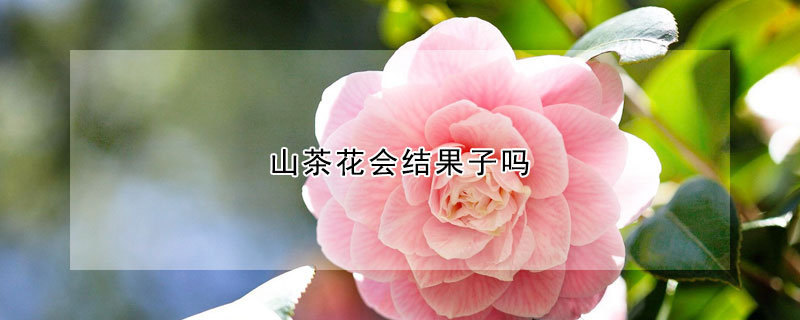 山茶花會(huì)結(jié)果子嗎