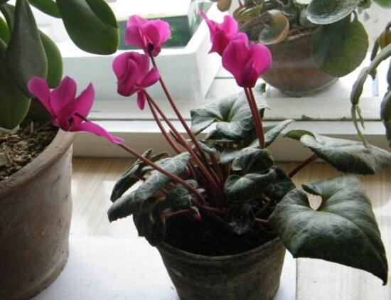 仙客來為什么不開花，仙客來不開花怎么辦