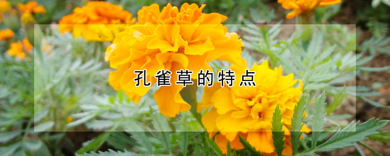 孔雀草的特點(diǎn)