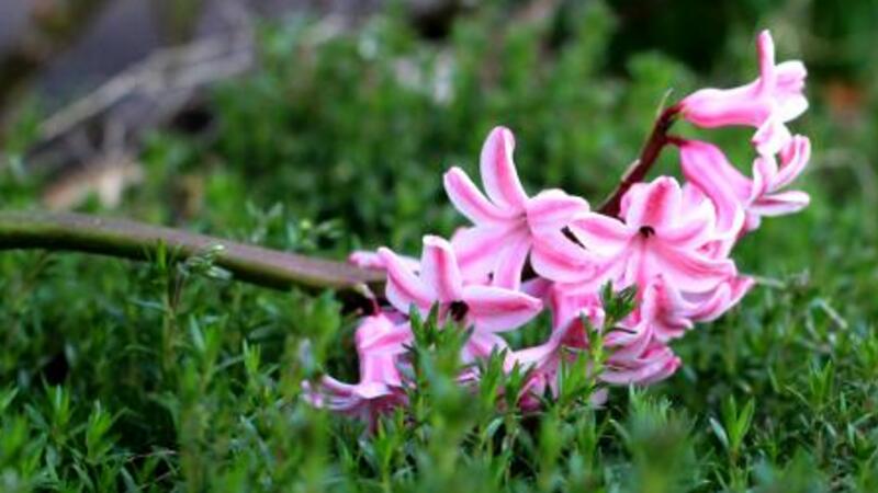 風(fēng)信子花語