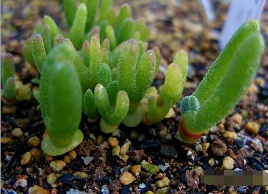 碧光環(huán)種植方法，擇健康種子、保水保肥土壤/淺盆為主