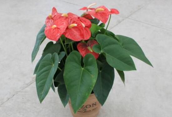 紅掌對(duì)人體有害嗎，家里有孕婦能養(yǎng)紅掌嗎