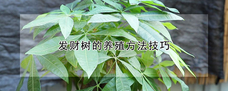 發(fā)財樹的養(yǎng)殖方法技巧