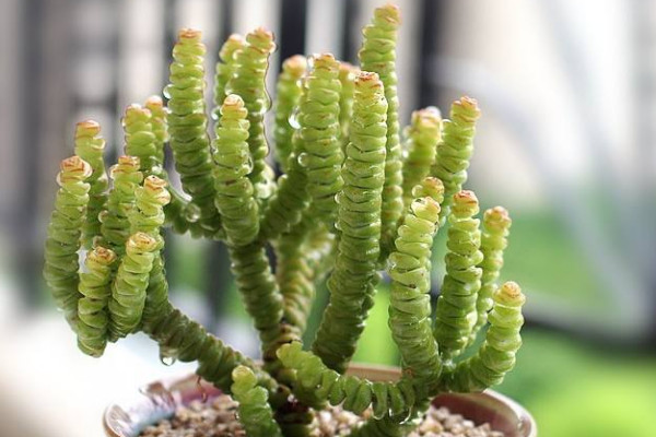 南方多肉植物怎么養(yǎng)