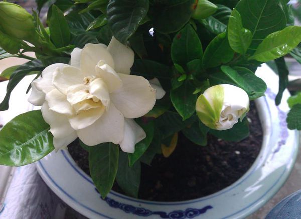 梔子花怎么澆水，季節(jié)不同澆水量也不同