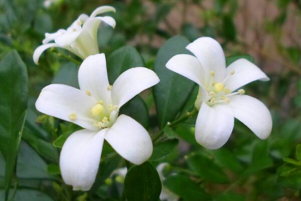 怎么讓九里香開花，5個(gè)要點(diǎn)可讓它的花開得更旺、更久