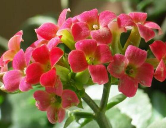 長(zhǎng)壽花種子怎么種，長(zhǎng)壽花種子種植七大基本步驟
