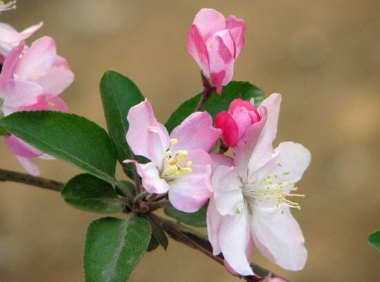 家里為什么不能海棠花，家里養(yǎng)海棠花不吉利