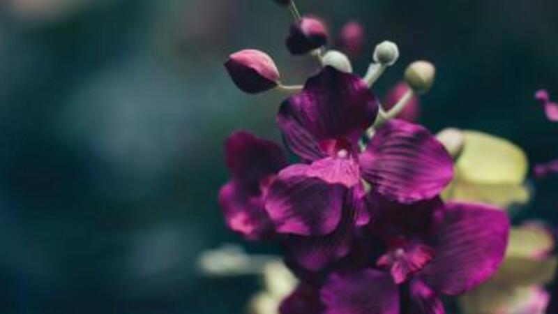 紫羅蘭花語(yǔ)