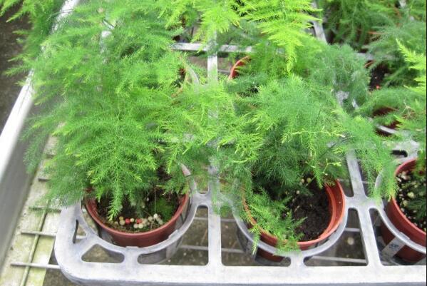 用什么水澆文竹最好，強烈推薦這5種水