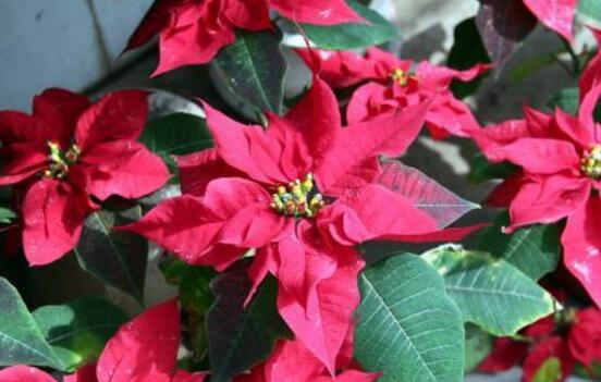 一品紅什么時候開花，一品紅在每年12月至翌年2月開花