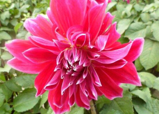 牡丹花怎么施肥，牡丹花施肥方法