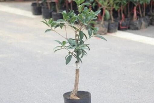 桂花樹幼苗多少錢，桂花樹價格表圖