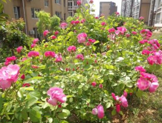 月季為何只長枝條而不開花，四種原因以及解決辦法