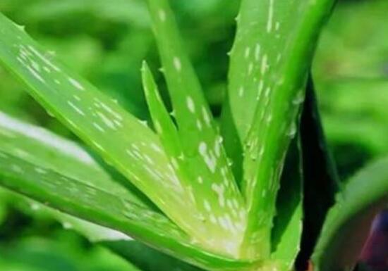 蘆薈根部腐爛怎么救活，做好這三點(diǎn)恢復(fù)一盆碧綠蘆薈