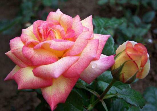 月季花花期是什么時(shí)候，月季花什么時(shí)候開花