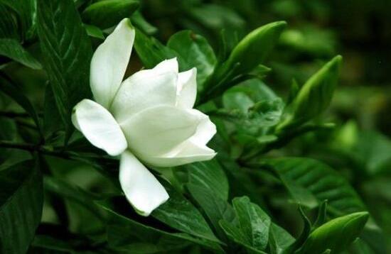 梔子花開花時間多久，梔子花一年開幾次花