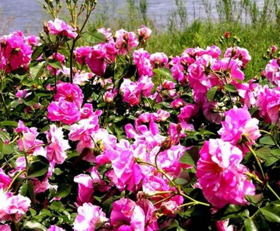 薔薇花圖片大全，細數(shù)薔薇花八種圖片大全