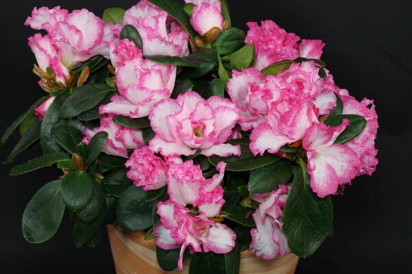 杜鵑花花期養(yǎng)護(hù)，需要注意的5個(gè)方面