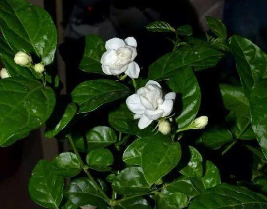 茉莉花掉葉子怎么辦，四種原因以及解決辦法