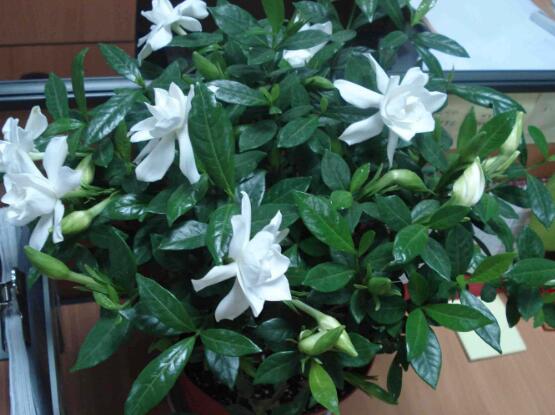 梔子花怎么澆水，梔子花澆水方法