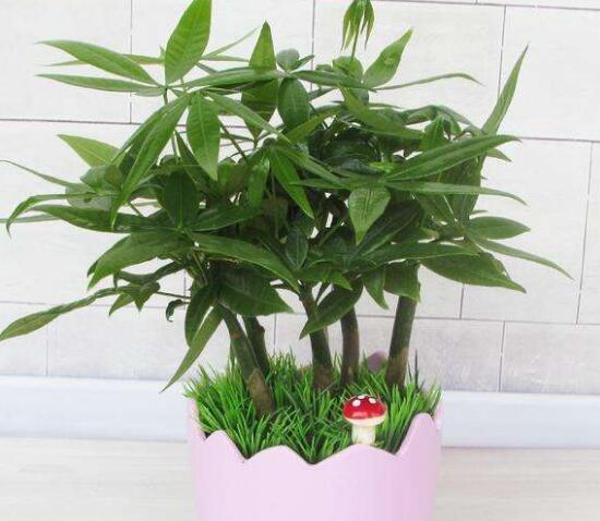 家里養(yǎng)發(fā)財(cái)樹好嗎，發(fā)財(cái)樹對(duì)人有什么好處/美化家居
