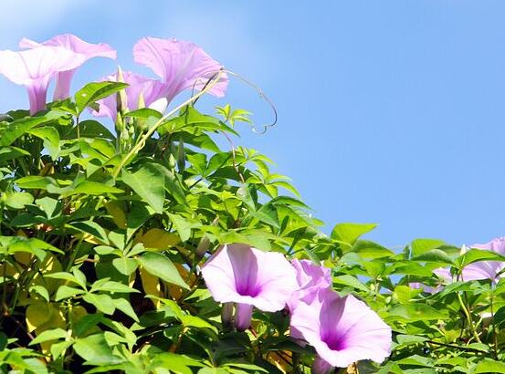牽?；ㄊ裁磿r(shí)候開(kāi)花，牽?；ㄔ诿磕?-10月開(kāi)花