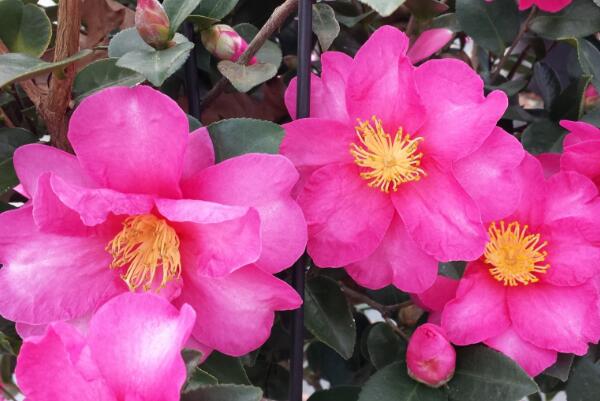 茶花掉葉子是怎么回事，4種原因以及解決方法