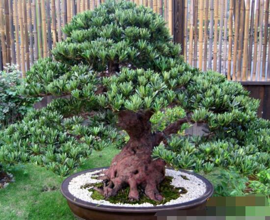 羅漢松盆景怎么摘心，修剪頂部的生長點(diǎn)(樹梢枝為10厘米最佳)