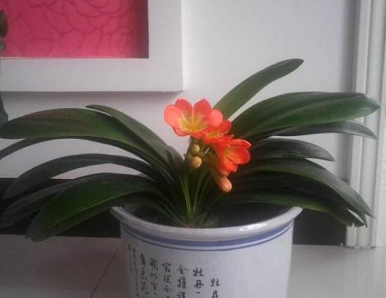 君子蘭什么時候開花，君子蘭開花有什么兆頭