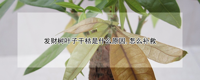 發(fā)財(cái)樹(shù)葉子干枯是什么原因,怎么補(bǔ)救