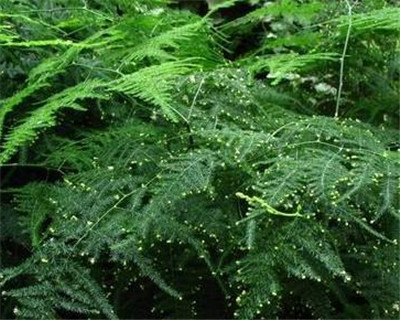 文竹種子的養(yǎng)殖方法
