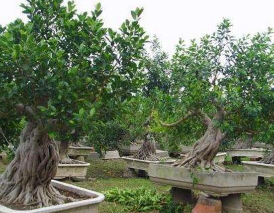 榕樹爛根怎么辦，榕樹爛根解決辦法