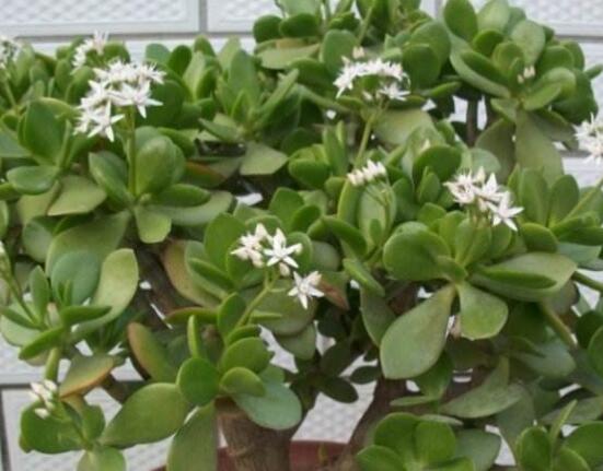 玉樹花盆景圖片大全，每個(gè)盆景都玉樹臨風(fēng)、多姿多彩