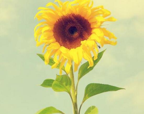 向日葵什么時候開花，向日葵一年開幾次花/每年一次
