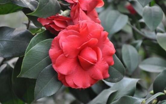 家里為什么不能養(yǎng)茶花，茶花的寓意是什么