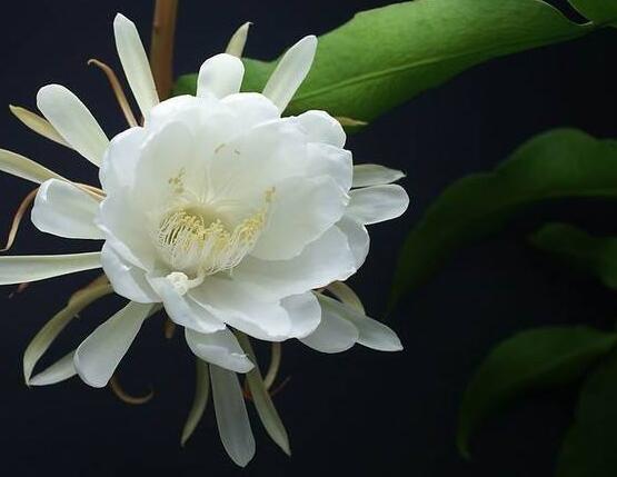 曇花怎么施肥，腐熟的有機(jī)肥為主/陰天施肥最佳