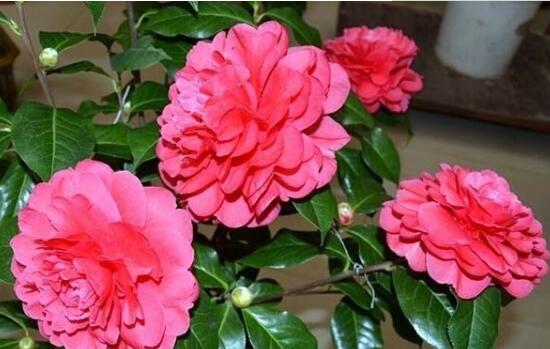 茶花適合在室內(nèi)養(yǎng)嗎，茶花對家里的風(fēng)水好嗎