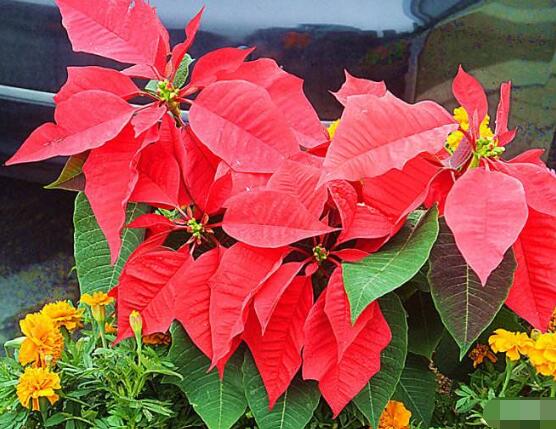 家中養(yǎng)一品紅有什么好處，家中有孕婦能養(yǎng)一品紅嗎