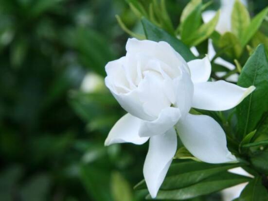 枙子花的花語是什么，代表著堅(jiān)強(qiáng)、永恒的愛、一生的守候