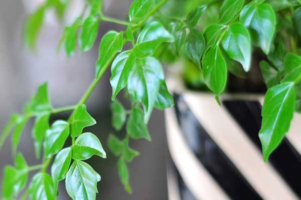 平安樹用什么肥料好，枝繁葉茂氮磷鉀肥