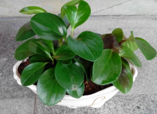 碧玉葉子發(fā)黃怎么辦，教你五步讓它重新恢復生機