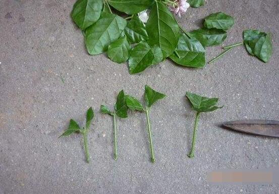 茉莉花怎么繁殖，茉莉花繁殖方法