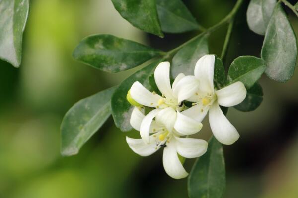 怎么讓九里香開花，5個(gè)要點(diǎn)可讓它的花開得更旺、更久