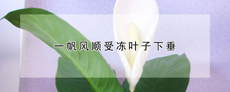 一帆風(fēng)順受凍葉子下垂