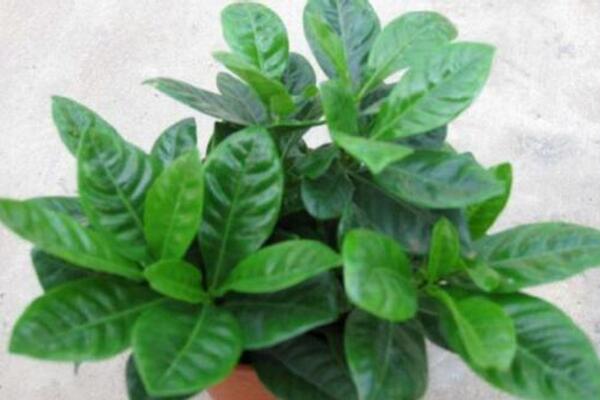 梔子花為什么不開花，5種原因以及處理方法