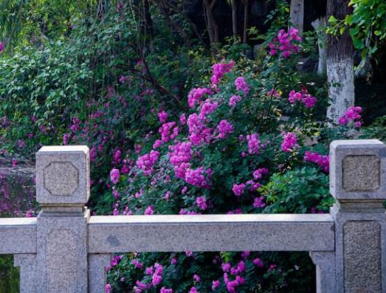 薔薇花花期，薔薇花在哪個季節(jié)開